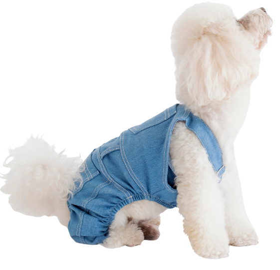 White dog in denim overalls