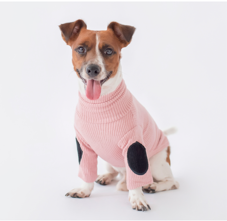 Dog in pink sweater with dark patches