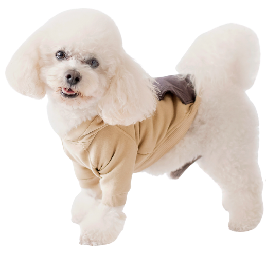 White dog in a beige hoodie